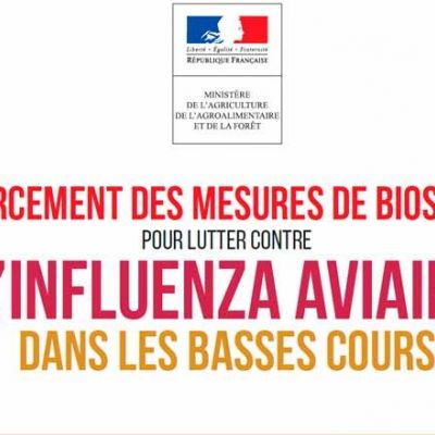 Grippe aviaire : mesures obligatoires pour les particuliers détenteurs d’oiseaux/volailles de Val du Layon 